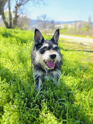 Darko ein super liebes Kerlchen 