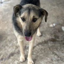 Legolas ca. 49 cm   der Liebenswürdige