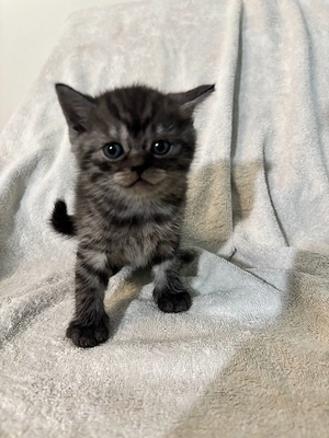 Hübscher reinrassiger Britisch Kurzhaar Kater Tabby black Tabby sucht ab Ende Mai ein neues Zuhause