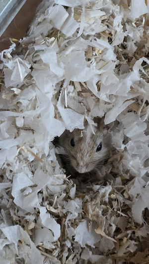 Rennmaus zur Vergesellschaftung abzugeben