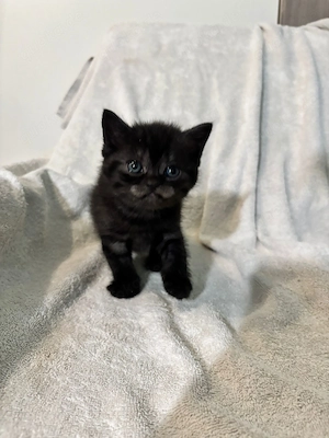 Hübscher reinrassiger Britisch Kurzhaar Kater in Braun Schwarz sucht ab Ende Mai ein neues Zuhause