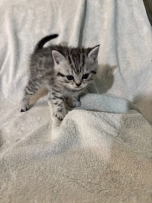 Hübsches reinrassiges Britisch Kurzhaar Kätzchen Silver Tabby sucht ab Ende Mai ein neues Zuhause