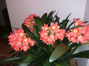 Schöne starke Clivien Pflanze 