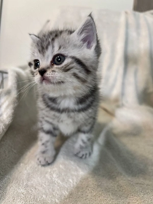 Süßes reinrassiges Britisch Kurzhaar Kätzchen in Silver Tabby sucht ab Ende Mai ein neues Zuhause