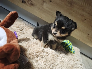 Zwergspitz Mix Welpen (Pomchi)