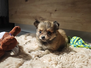 Zwergspitz Chihuahua Mix Welpen (Pomchi)