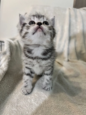 Süßes reinrassiges Britisch Kurzhaar Kätzchen in Silver Tabby sucht ab Ende Mai ein neues Zuhause