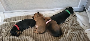 Süße kleinbleibende Chihuahua mix Welpen