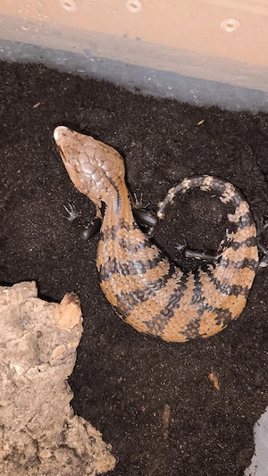 Tiliqua Gigas 0.0.2