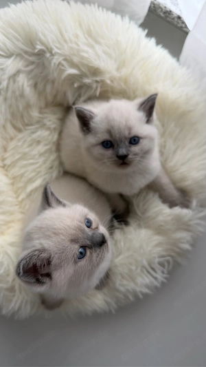 BKH kitten in blue point zu verkaufen (britisch kurzhaar kitten)