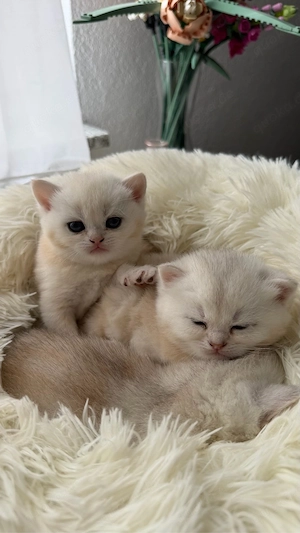 BKH Kitten in silver golden shaded tabby zu verkaufen (britisch kurzhaar kitten)