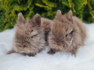 Löwenköpfchen MM Havanna