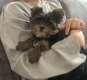 Welpen Mini Yorkshire Terrier