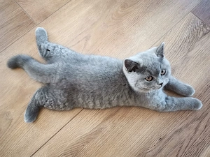 BKH kitten 12 Wochen alt 