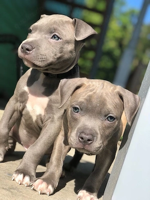 Superniedliche American Pitbull Welpen Bild 2