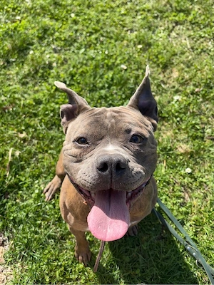 American Bully Hündin  Kira  sucht liebevolles Zuhause   