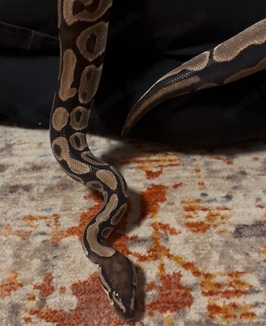 königspyton männlich  Bild 3