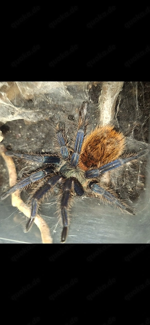 Chromatopelma cyaneopubescens wohl 0.1 Vogelspinne