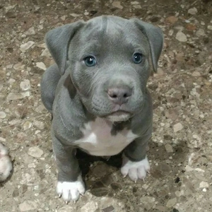 Amerikanische Pitbull-Welpen   abzugeben!