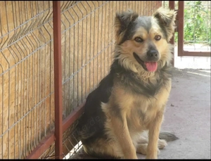 American Bully Welpen mit ABKC Ahnentafel Top Stammbaum