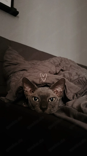Sphynx Kater Blue unkastriert