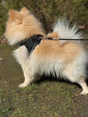 Pomeranian Zwergspitz (Hündin, 12 Monate) geimpft, gechippt, mit Impfpass Bild 2