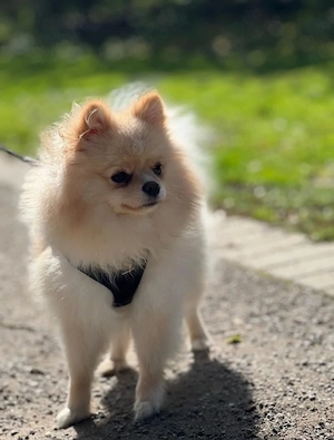 Pomeranian Zwergspitz (Hündin, 12 Monate) geimpft, gechippt, mit Impfpass