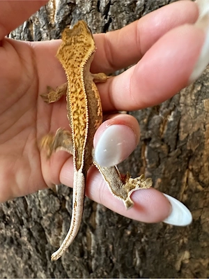 Kronengecko Red Tricolor Nachzucht