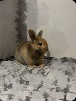 zwergkaninchen babys (das auf dem bild sind die eltern)