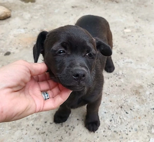 LILLA - schwarze Schönheit (wartet in Rumänien)