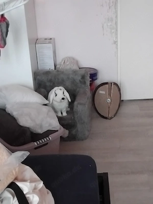 Kaninchen speedy  Bild 4