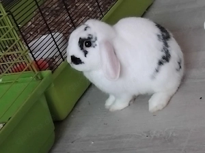 Kaninchen speedy  Bild 3