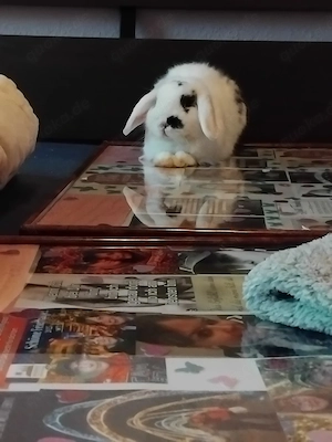 Kaninchen speedy  Bild 5