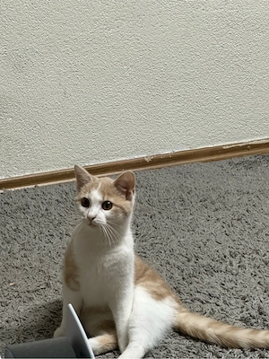 kater sucht neues zuhaues BKH-mix 