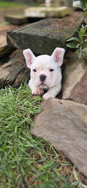 Die letzten 2 Rüden dürfen ab sofort ausziehen New English Bulldog 
