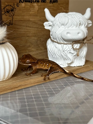 Kronengecko Dark red Phantom Nachzucht