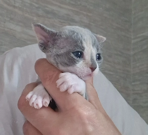 Devon Rex Kitten können mit 12 Wochen umziehen zu Ende Juni  