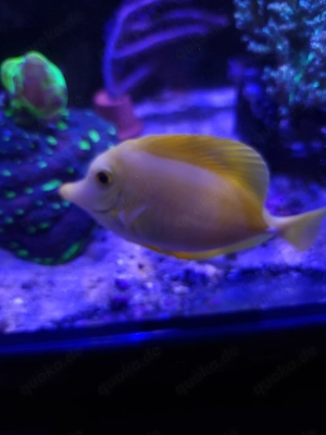 Zebrasoma flavescens Hawaii-Doktorfisch Wildfang 12cm groß 