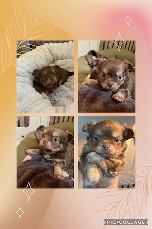 Reinrassige Chihuahua Welpen suchen ihre Familie