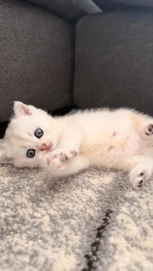 BKH Kitten Männchen Abgabebereit