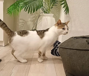 Junger Kater 8 Monate alt