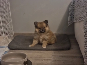 Pomeranian Zwergspitz Welpe