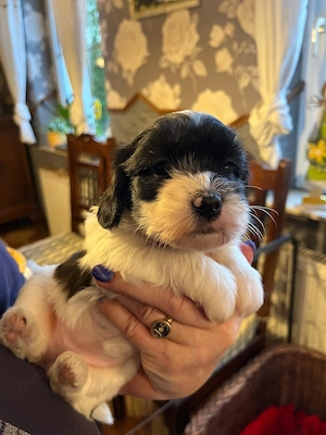 Havaneser - Baby's vom Hunsrück ! Unsere "Frühlingsboten" stellen sich vor !