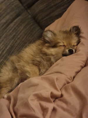 Pomeranian Zwergspitz Welpe