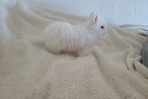 zwergkaninchen zu verkaufen 