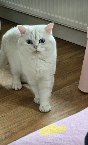 Britisch Kurzhaar Kater (Silver Shaded Point) sucht ein neues Zuhause 