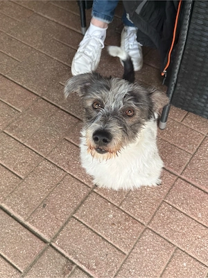 jack russel mix  Bild 2