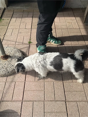 jack russel mix  Bild 3