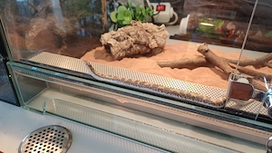 Kenianische Sandboa abzugeben 0.1