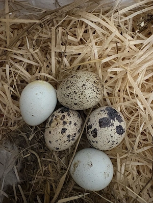 Wachteleier abzugeben